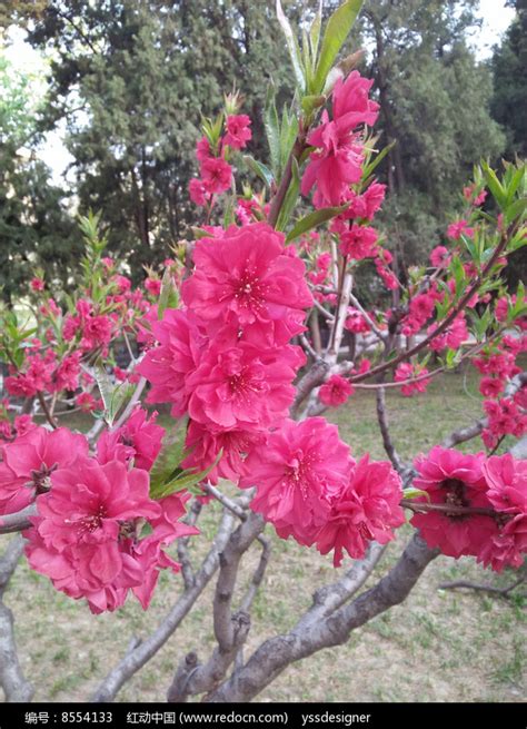 红色桃树的争奇斗艳高清图片下载_红动中国