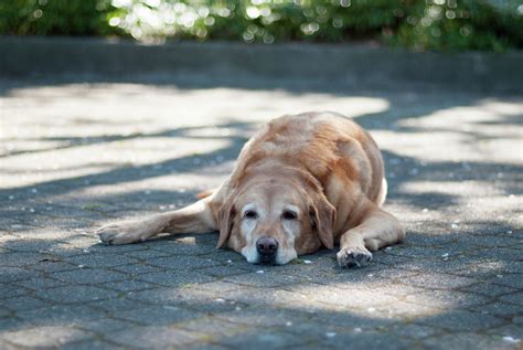 Why do dogs lie in the sun when it's so hot?