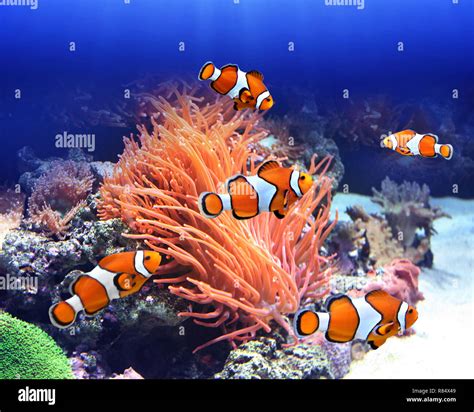 Sea Anemone And Clown Fish