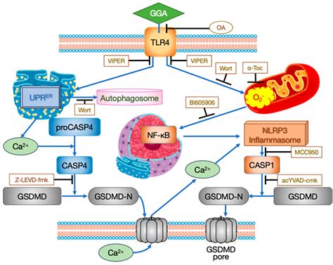Induction of Hepatoma Cell Pyroptosis by Endogenous Lipid ...