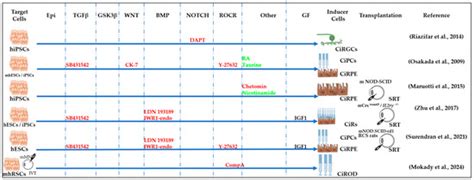 Using Small Molecules to Reprogram RPE Cells in Regenerative Medicine ...
