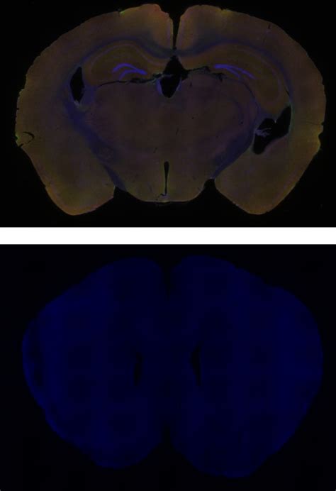 Protein Expression Methods 的图像结果