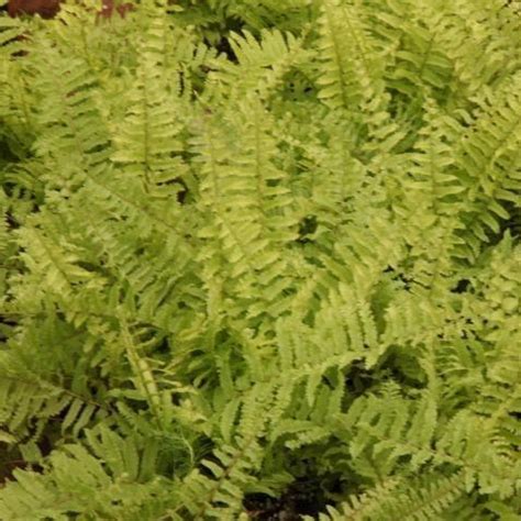 Gorgeous Gold-Tinted Dentate Fern Plant | Nephrolepis dentata aurea fo ...