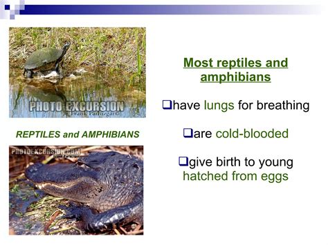 Why Is Classification of Animals Needed 的图像结果