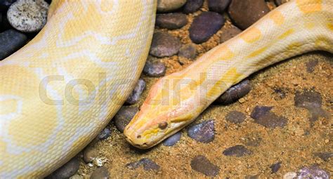 Image result for Python Snake Yellow and White