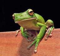 frog 的图像结果