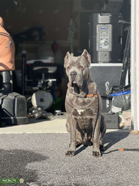 Blue Brindle Cane Corso AKC and ICCF - Stud Dog in New York , Mexico ...