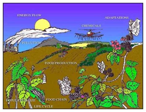 Ecology 的图像结果