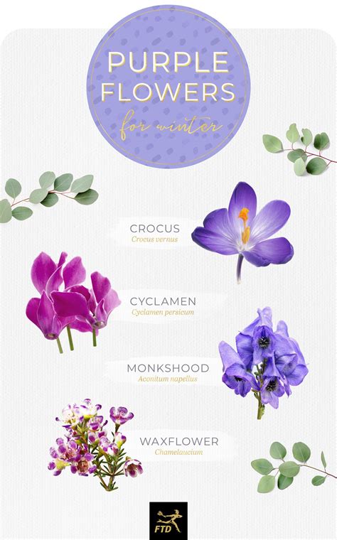 Types of Purple Flowers: A Complete Guide