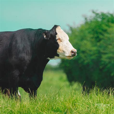 'Eid al-Adha 2025 - Angus Beef Cattle Udhiyyah Qurbani Sacrifice - Hill ...