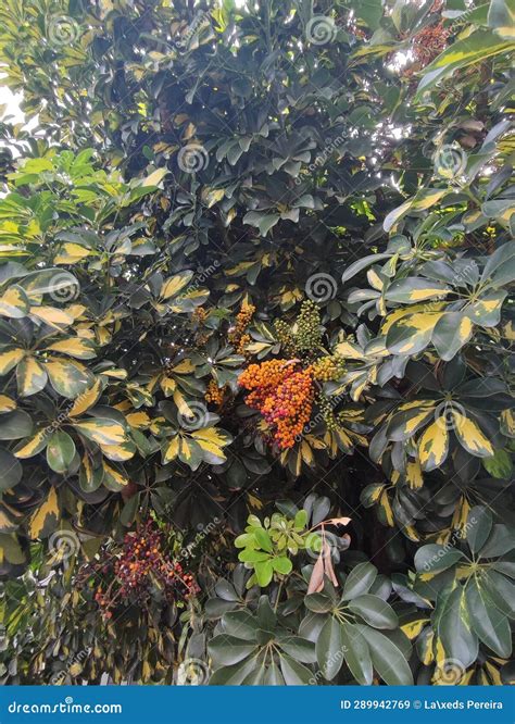 Schefflera Arboricola Plant Stock Image - Image of daylight, green ...