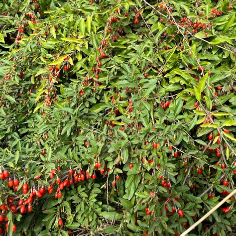 Goji berry plant, wolfberry, Lycium chinense 宁夏枸杞苗 US Seller – Santiam ...