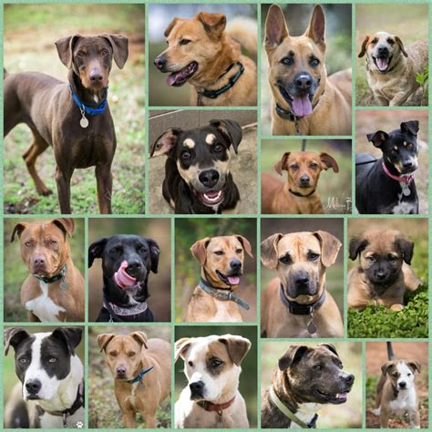 Save A Pet Adoption Event at Forsyth Antiques & More, Forsyth Antiques ...