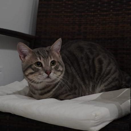 Never Eat Alone, Expanded and Updated : Ferrazzi, Keith, Raz, Tahl ...