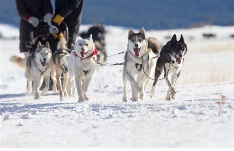 Meet the Sled Dogs, 200 N Monroe St, Lowell, MI, 17 December 2025 ...