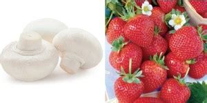 Oliver mushroom,strawberry fruit seeds Seed Price in India - Buy Oliver ...