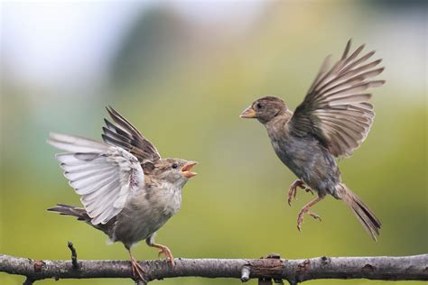 How Long Does it Take For Baby Birds to Fly? - Birdwatching Buzz