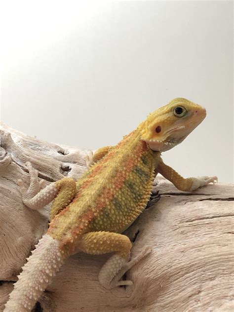 10 Bearded Dragon Morphs & Colors (#10 IS SUPER RARE)