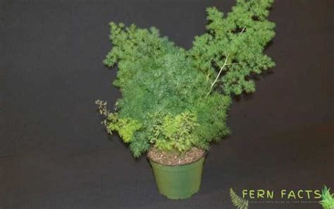 Image result for Using Ming Fern to Replicate Tree Trees