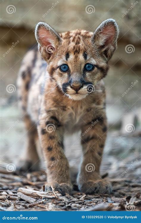 Baby Cougar, Mountain Lion or Puma Stock Photo - Image of portrait ...