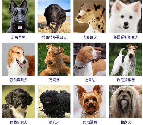 72种名犬,十大名犬名称及图片,世界名犬介绍及图片_大山谷图库
