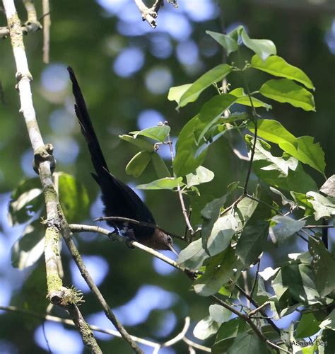 Forest Scimitarbill (Eastern) - eBird