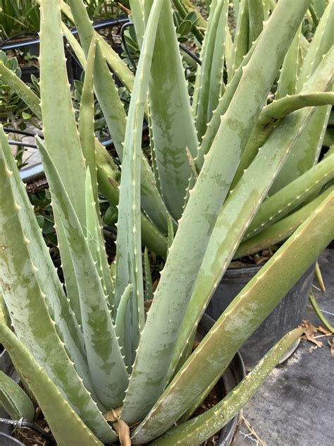 Aloe Vera 3G (Aloe barbadensis miller) – Hoekstra Landscapers