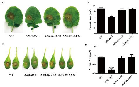 Sclerotinia sclerotiorum SsCut1 Modulates Virulence and Cutinase Activity