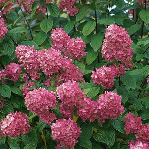 Fire Light Hydrangea Paniculata - 3 Gallon Plant