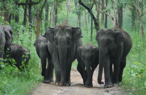 MUTHANGA WILD LIFE SANCTUARY - WAYANAD Photos, Images and Wallpapers ...