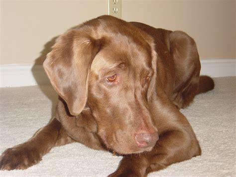 Image result for Labrador Tricks