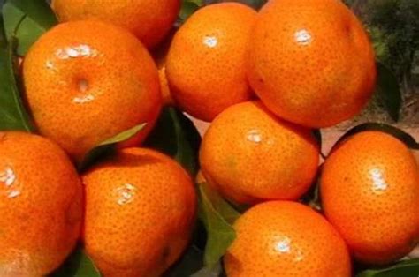 金葵沙糖桔一般几月份采果,什么时候成熟-金葵沙糖桔-品种-柑橘问答
