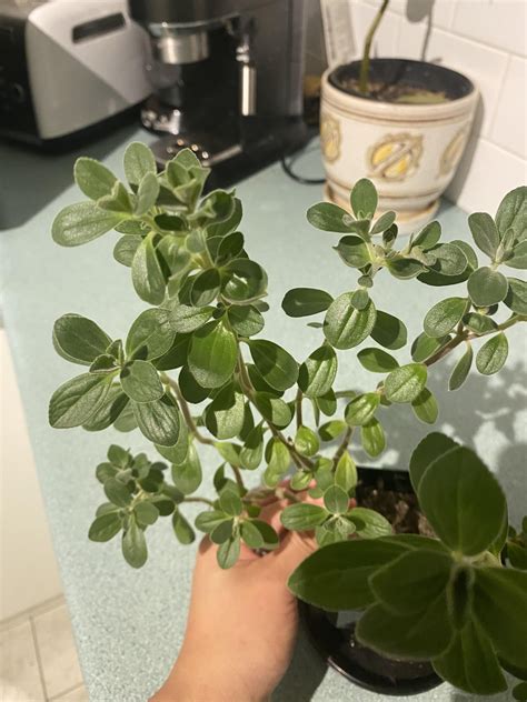 What is this plant that smells like weed? : r/PlantIdentification
