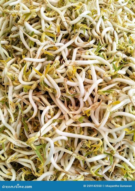 Close Up of Bean Sprouts Photo Stock Photo - Image of green, placing ...