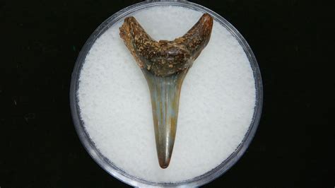 Sand Tiger Shark Tooth #3 | Fossils for Sale