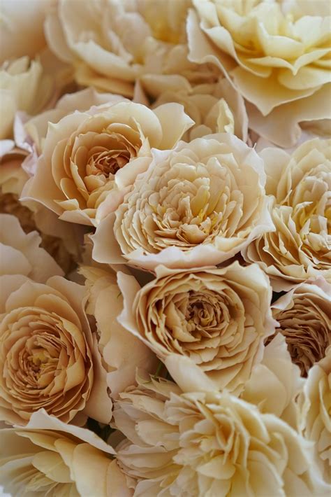 Extraordinary Wabara Roses From Japan