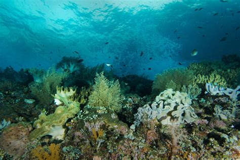 Wik Wik Com 的图像结果