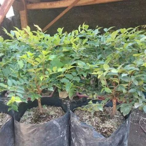 Jual Bibit pohon anggur brazil--tanaman anggur brasil - Kab. Bogor ...