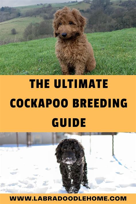 Cockapoo Breeding - Ultimate How-To Guide 2024