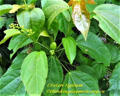 Medicinal Plant Details