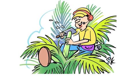 Want to drink fresh toddy but don't know how? Know how to get toddy ...