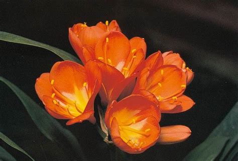 Conversion of the aim of life from ego to the Divine, flower