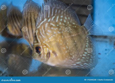 Image result for Turquoise Discus Fish