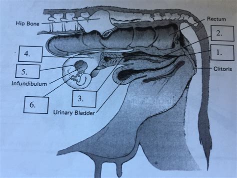Cow Reproductive System Model 的图像结果