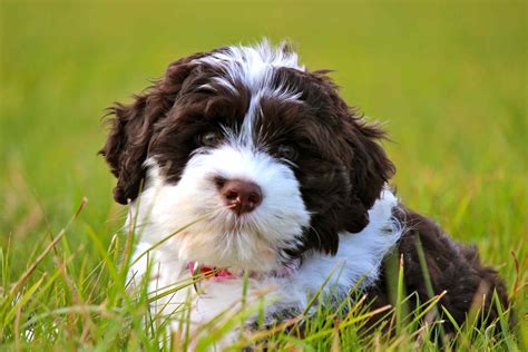 Portuguese Water Dog Breeders