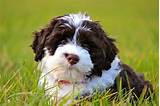 Portuguese Water Dog: Dog Breed Characteristics & Care