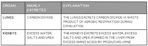 Excretion in Humans - Biology for GCSE/IGCSE - Year 11 PDF Download