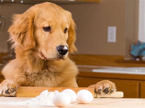 Image result for Egg Shells for Dogs