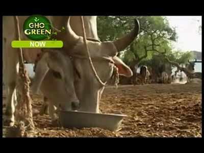 A show to promote vegetarianism - Times of India