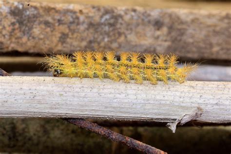 Caterpillar Fuzzy Yellow Black Stripes at Mackenzie Boehm blog
